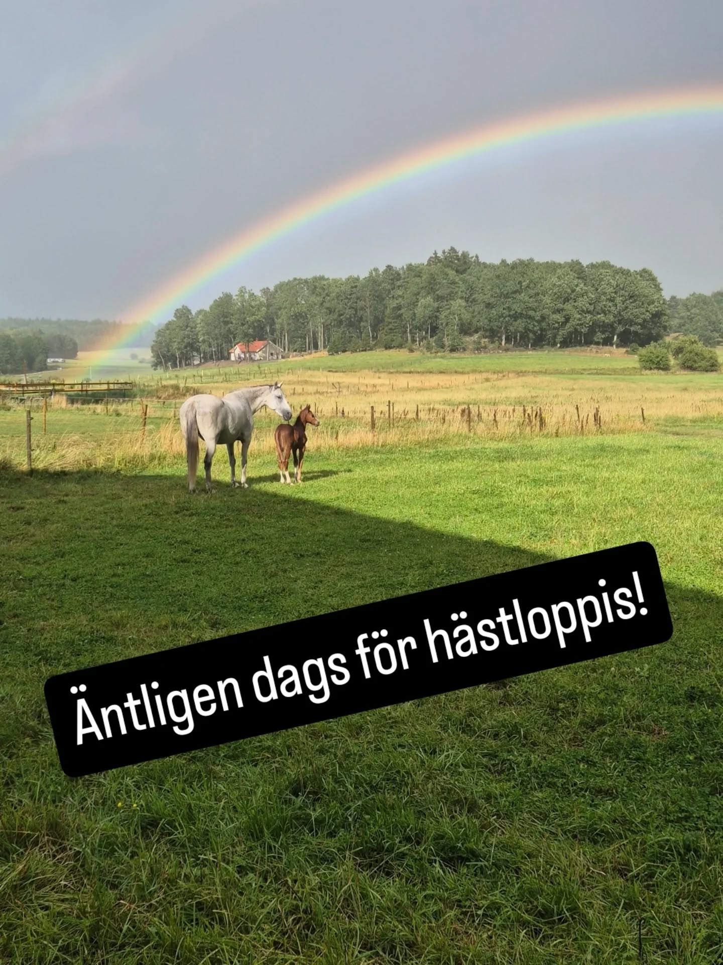 Hästloppis!
I slutet av September så är det dags för hästloppis!
När: Söndag 28:e september kl 11.00
Var: Alingsås Ryttarsällskap –Stora ridhuset
Kom och fynda!
Vill du vara med och sälja hästprylar på loppisen så kan man boka bord/bilplats för 100kr, bokas genom mail till styrelsen på styrelsenARS@gmail.com. Begränsat antal platser och man ser själv till att ha bord, alt bil el liknande.