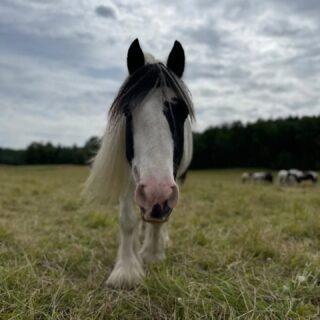 På årsmötet den 15/3 passar vi på att hylla vår fina Mumrik🩷 Dela gärna med dig av ditt bästa minne av honom i kommentarerna🌸