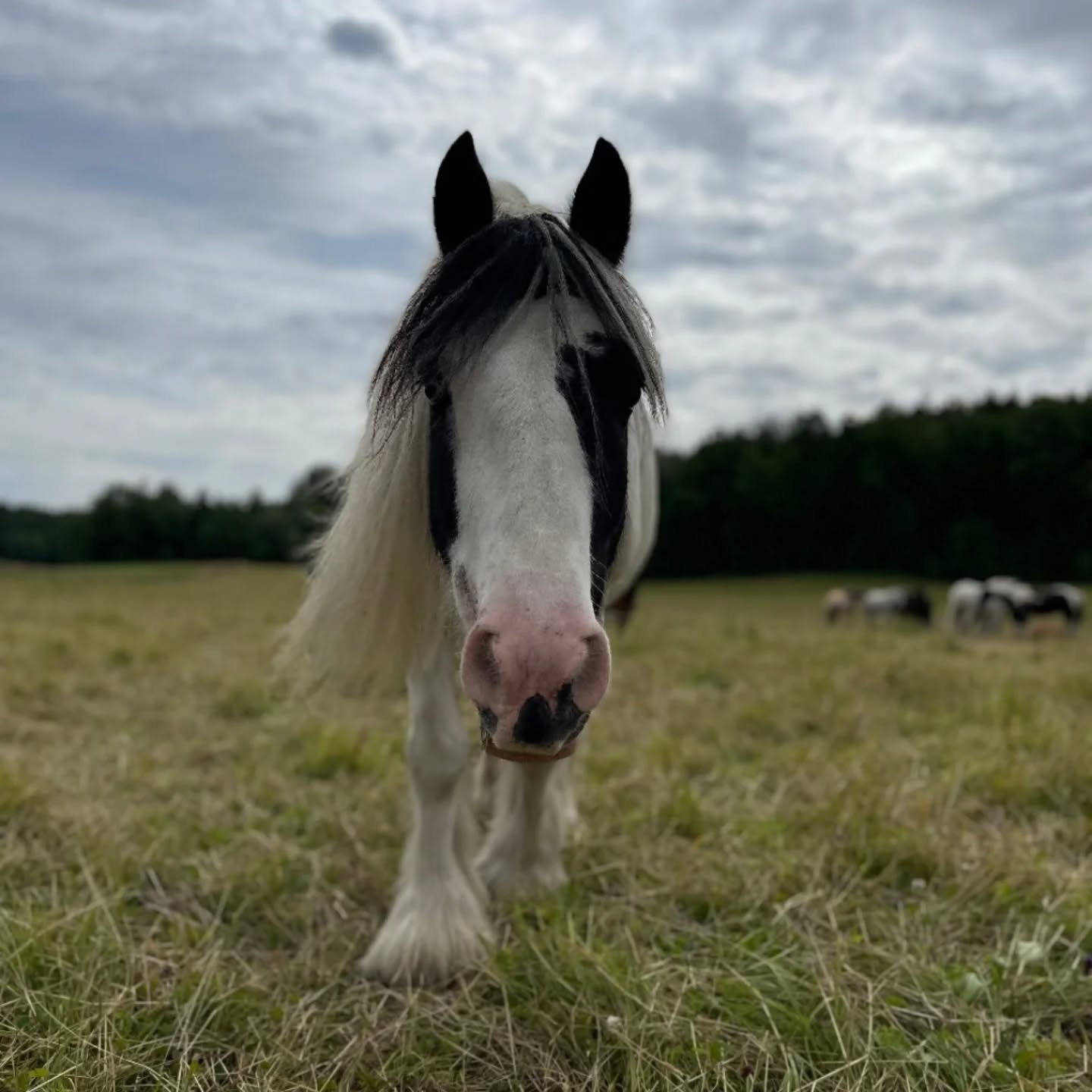 På årsmötet den 15/3 passar vi på att hylla vår fina Mumrik🩷 Dela gärna med dig av ditt bästa minne av honom i kommentarerna🌸