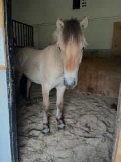 Välkommen Hymer!
Vi är förälskade o Skirner och kunde därför inte låta bli att köpa hans halvbror💛
Hymer är två år och kommer att bo tillsammans med Skirner och Miston nere i gavelstallet.
Under våren kommer ni att få följa hans inridning precis som ni gjort med Skirner🌷🐴