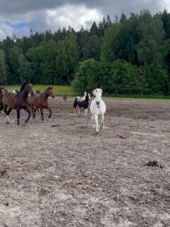Glad midsommar 🌷Första ridlägerveckan är avklarad och hästarna har fått lite välbehövlig vila på bete🌾 Nu laddar vi upp för en ny vecka med fler läger 🐎🙌