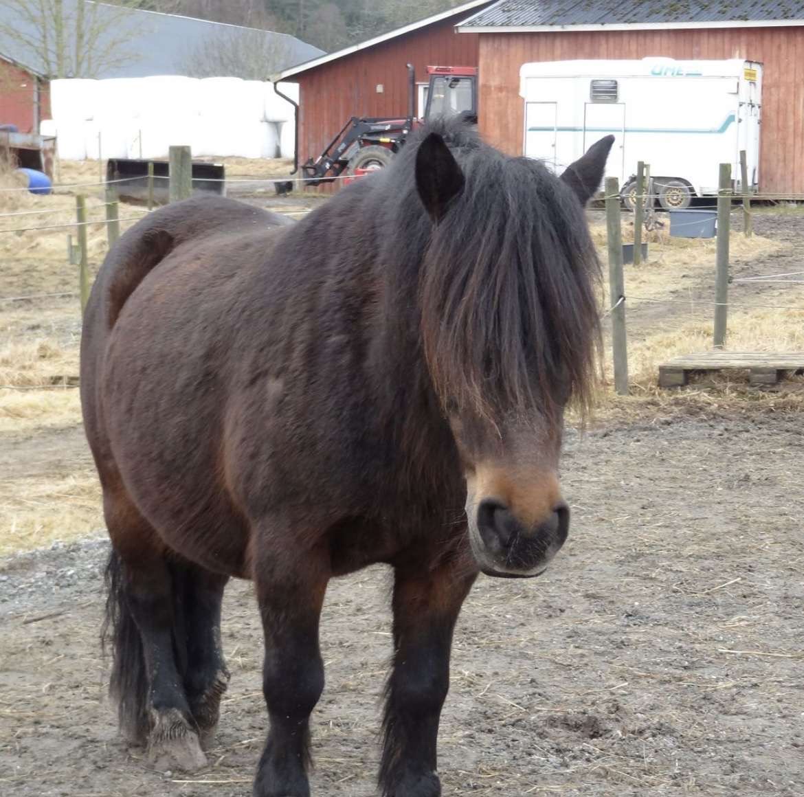 Läs mer om artikeln Regina