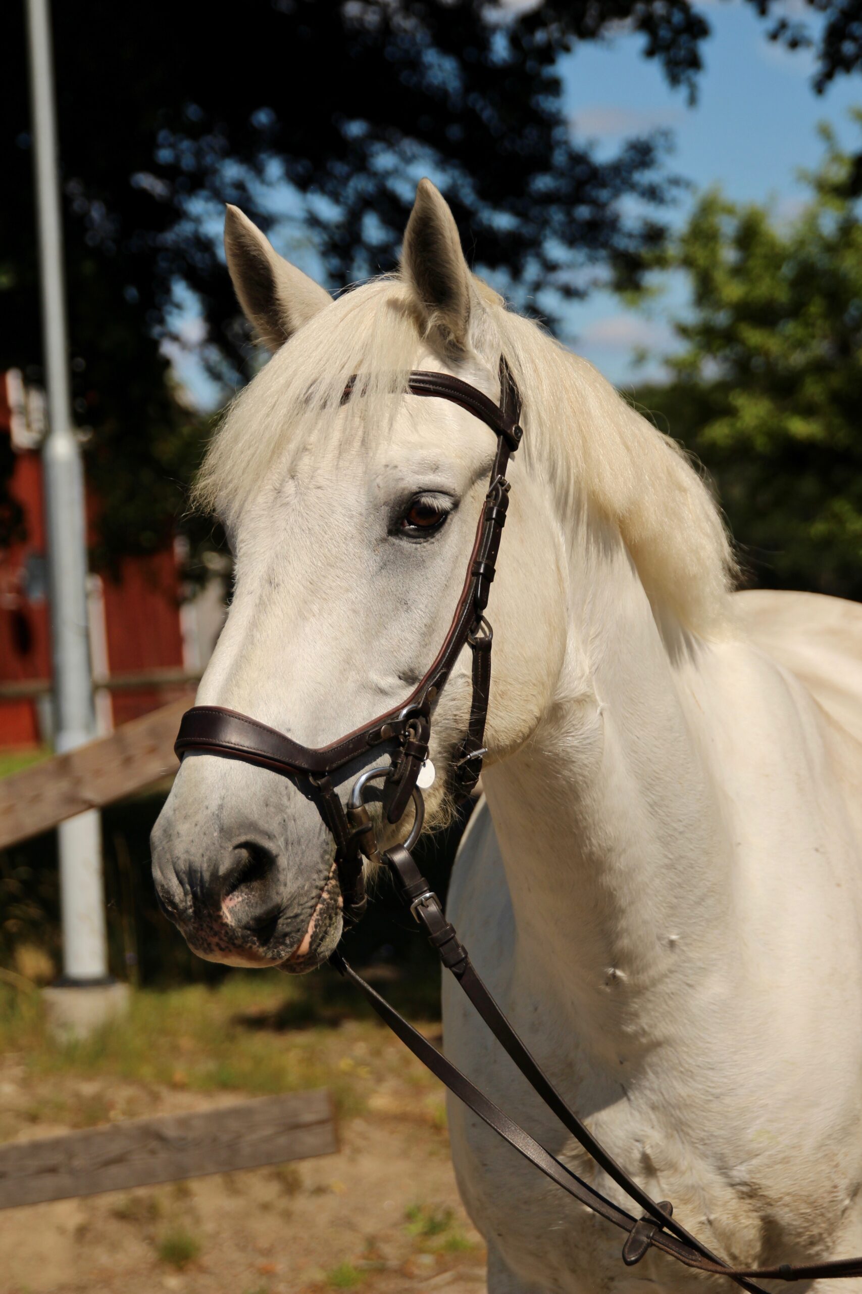 Läs mer om artikeln Hugo