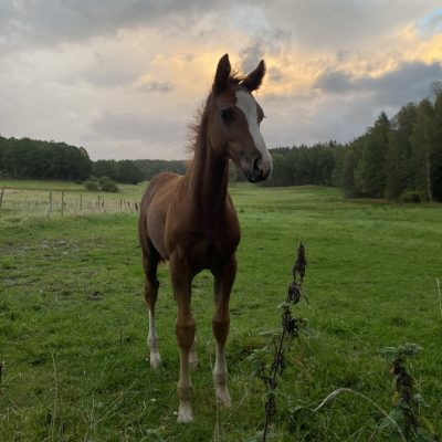 MistyFöl